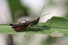 Amblytropidia trinitatis