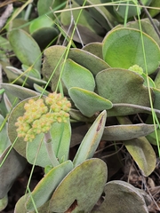Crassula swaziensis