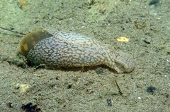 Akera bullata