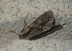 Lacanobia subjuncta