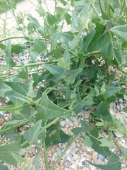 Atriplex micrantha