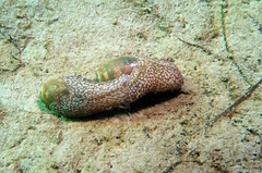 Akera bullata