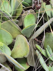 Crassula swaziensis