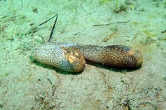 Akera bullata