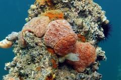 Aplidium nordmanni