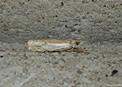 Crambus agitatellus