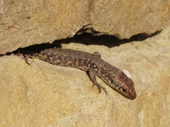 Darevskia rudis chechenica