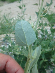 Atriplex micrantha