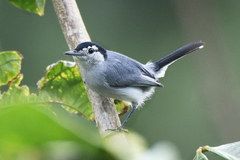 Polioptila bilineata