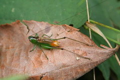 Conocephalus ictus