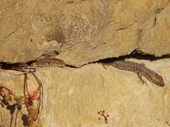 Darevskia rudis chechenica