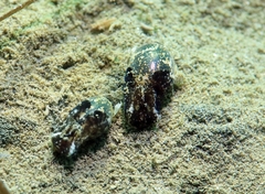 Haminoea exigua