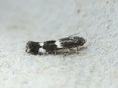 Ectoedemia platanella group