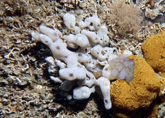 Lissoclinum perforatum