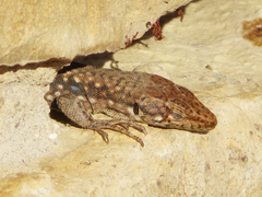 Darevskia rudis chechenica