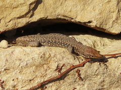 Darevskia rudis chechenica