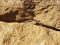 Darevskia rudis chechenica