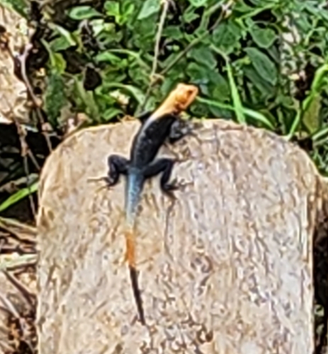 Peters's Rock Agama