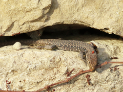Darevskia rudis chechenica