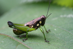 Rhachicreagra olmeca