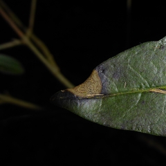 Mycosphaerella ligustri