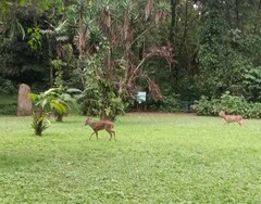 Odocoileus virginianus thomasi