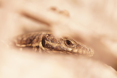 Podarcis muralis