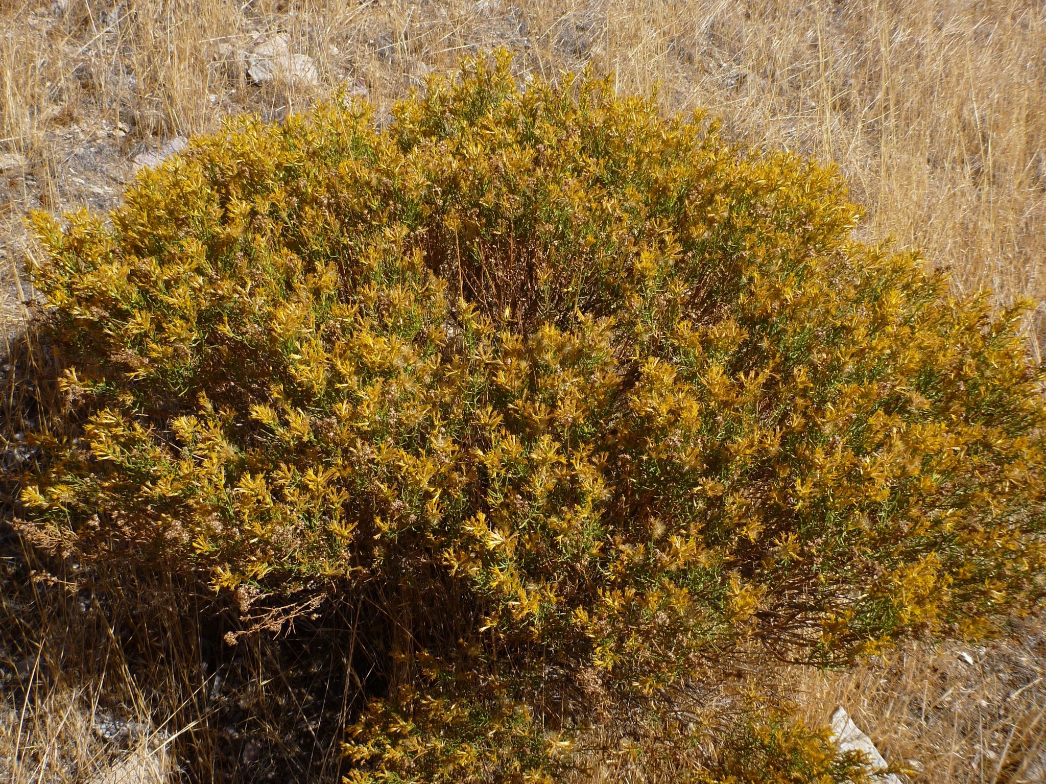 Ericameria teretifolia