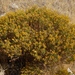 Ericameria teretifolia - Photo (c) randomtruth, algunos derechos reservados (CC BY-NC-SA)