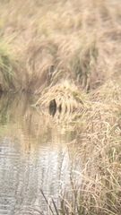 Ondatra zibethicus