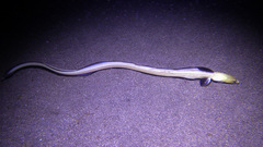 Ophichthus altipennis