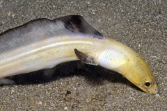Ophichthus altipennis