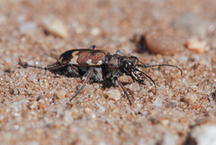 Cicindela hybrida