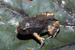 Glyphoglossus molossus