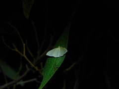 Poecilasthena pulchraria