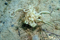 Akera bullata