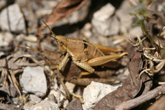 Sphenarium mexicanum
