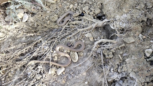 Collared Dwarf Snake