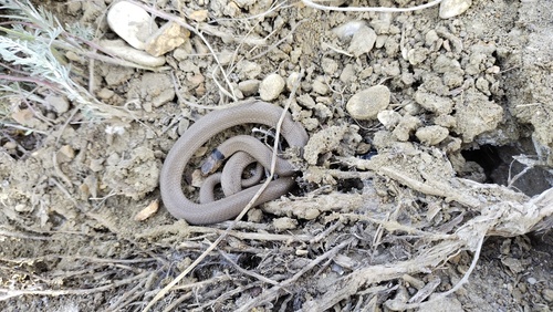 Collared Dwarf Snake