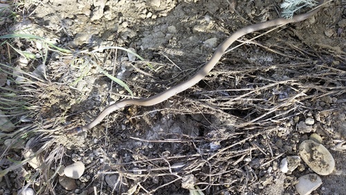 Collared Dwarf Snake
