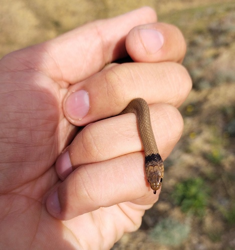Collared Dwarf Snake