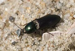 Selatosomus aeneus