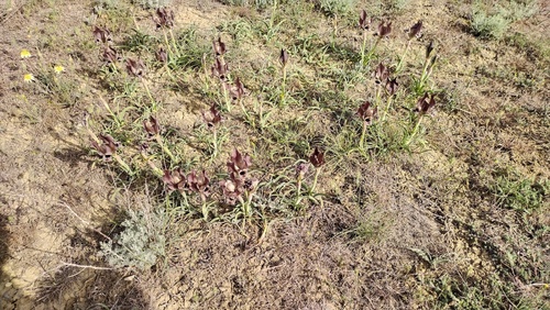 Iris acutiloba, photograph 5