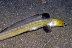 Ophichthus altipennis
