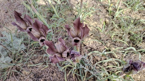 Iris acutiloba, photograph 4