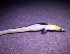 Ophichthus altipennis