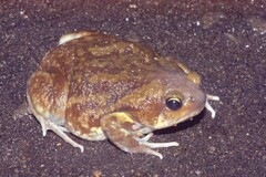 Uperodon systoma