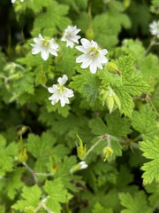 Geranium wakkerstroomianum