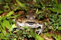 Uperodon systoma