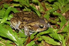 Uperodon systoma